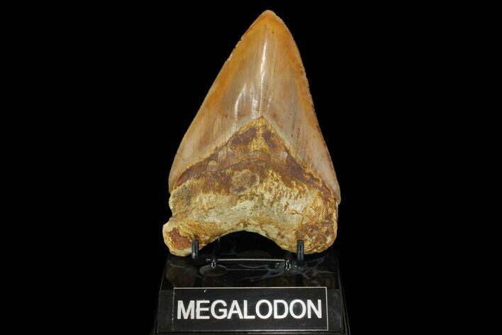 Serrated, Fossil Megalodon Tooth - Indonesia #149259